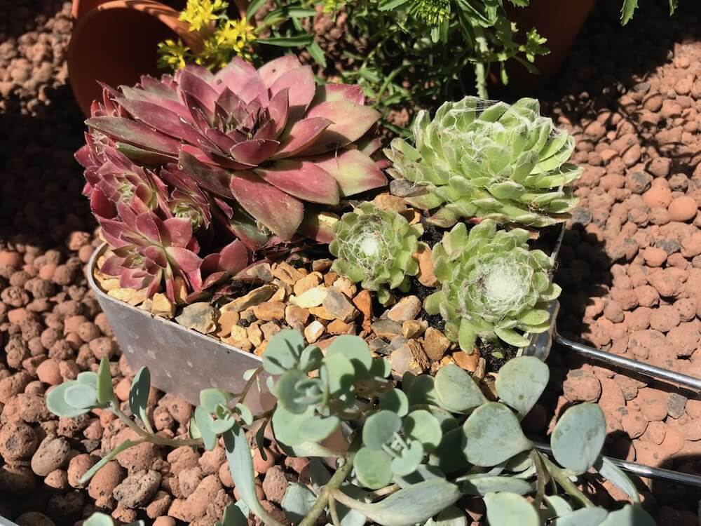 Sempervivums on display in a show garden by Garden Blogger Lee Burkhill