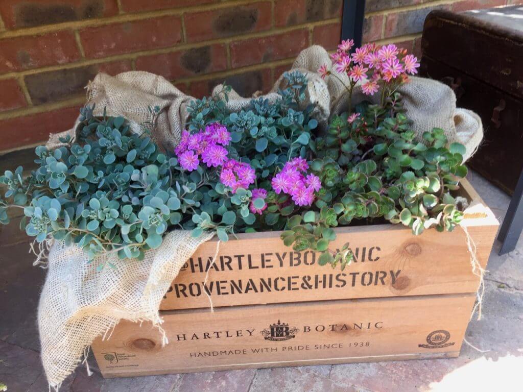 Succulent planting in a wooden crate