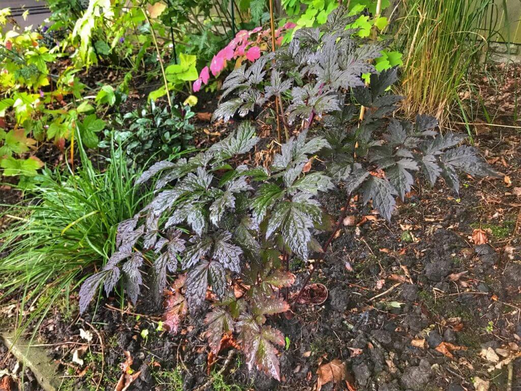 A dark leaved plant
