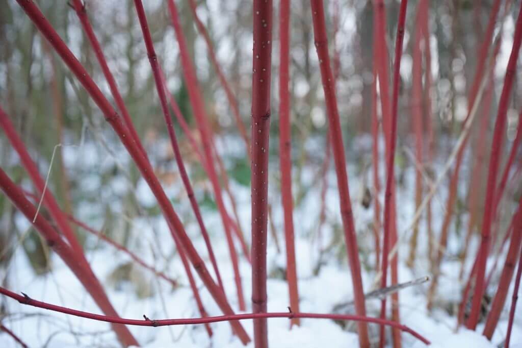 Cornus elegantissima