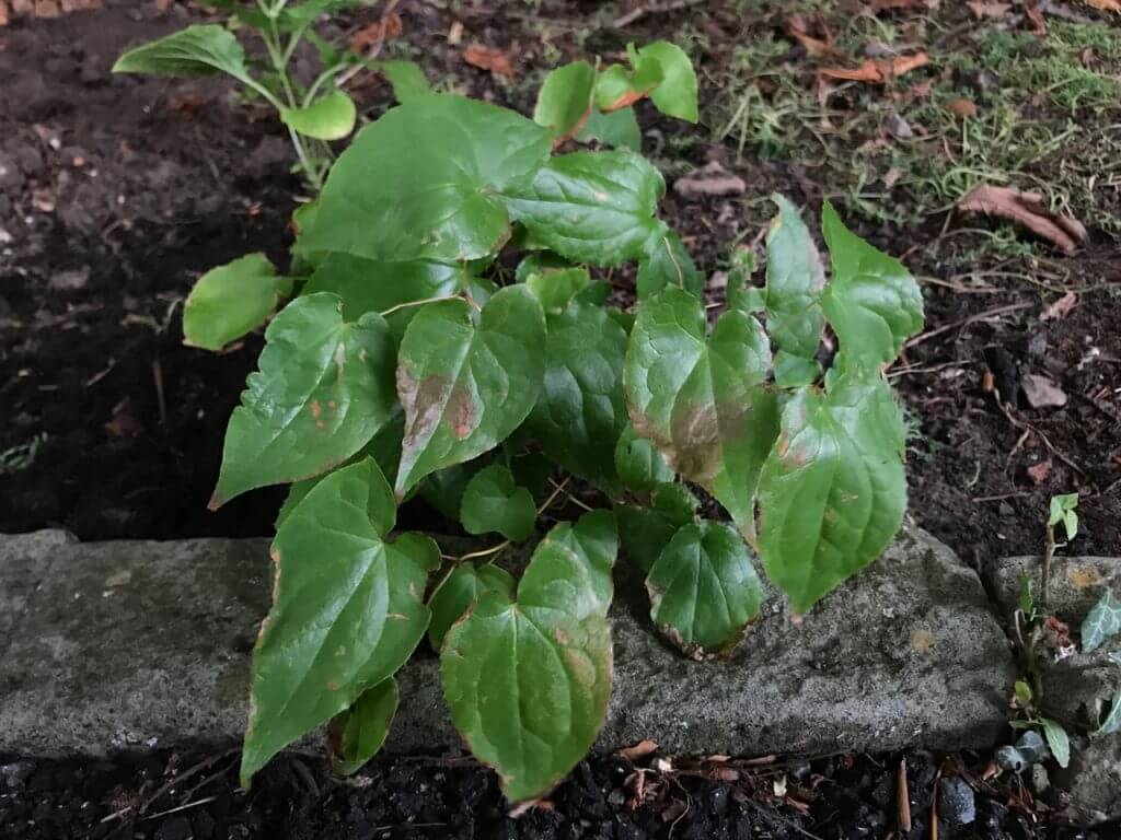 A glossy leafed Epimedium shade plant