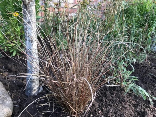 Prairie Border Prairie Garden Design: Native Plants, Grasses & Step-by-Step Planting ...
