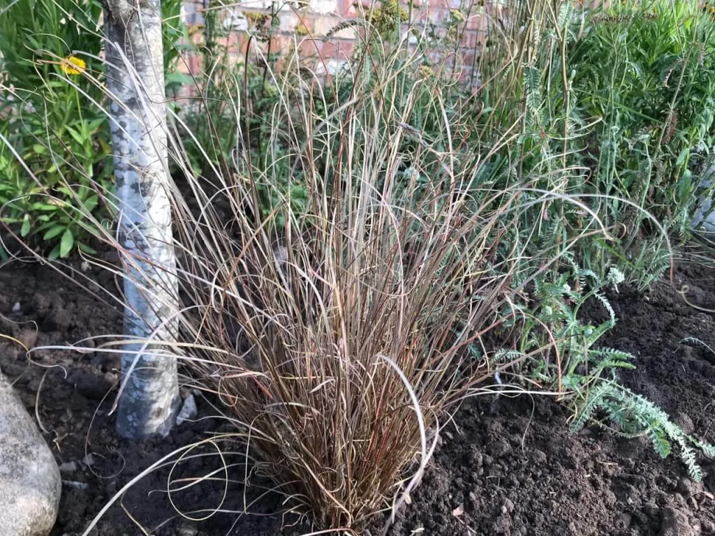 Grasses in a light prairie border