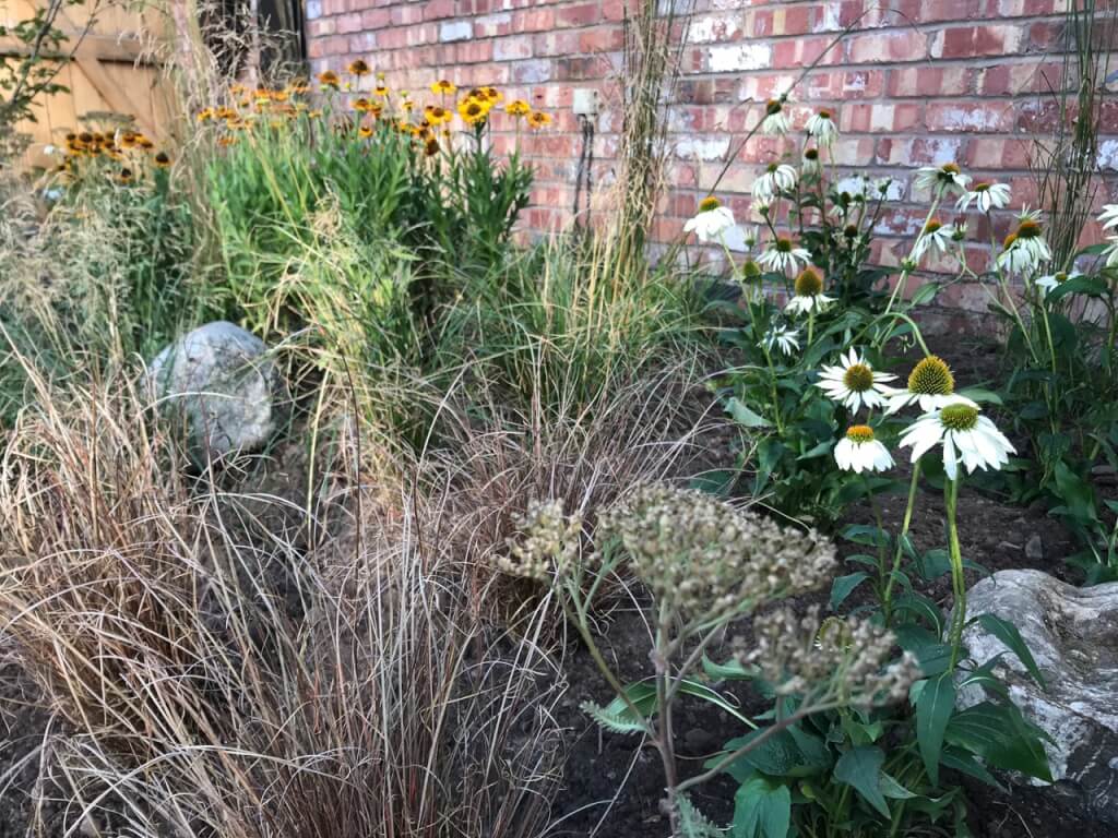How to prune Ornamental grasses the easy way Garden Ninja Lee