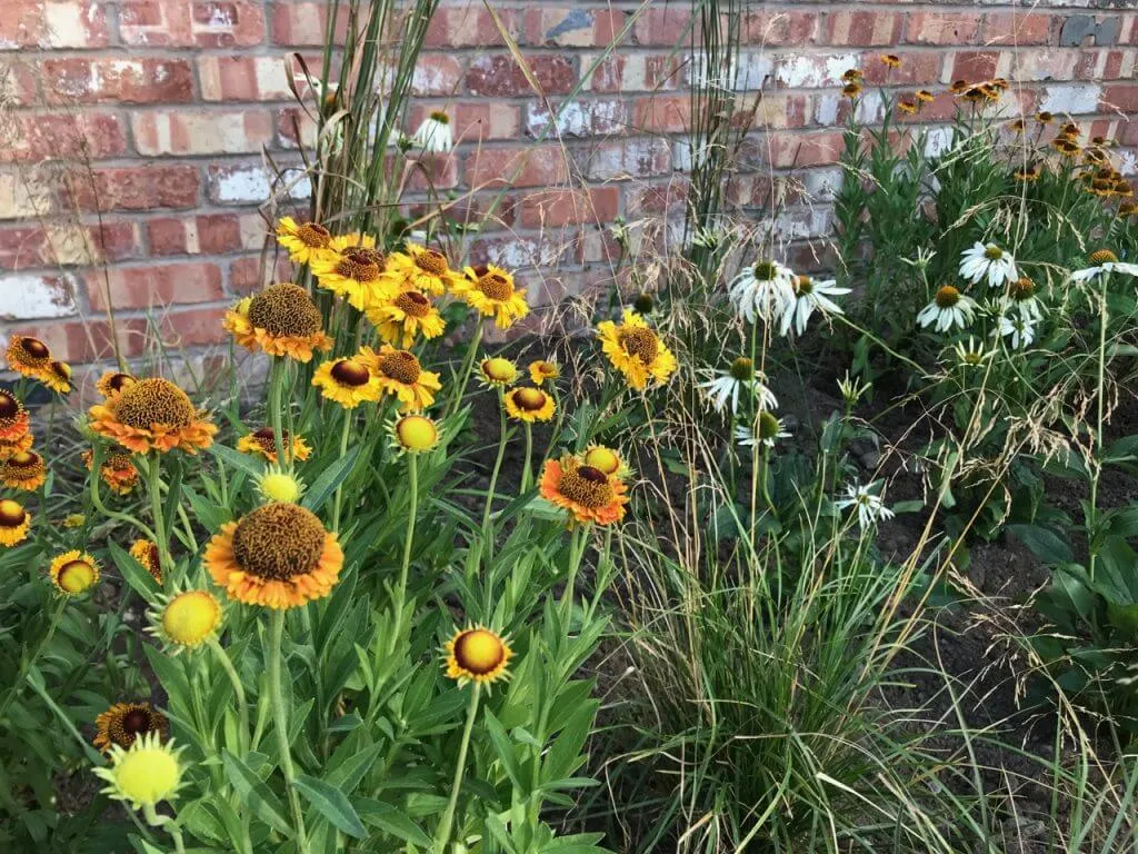 A mix of Heleniums and prairie plants