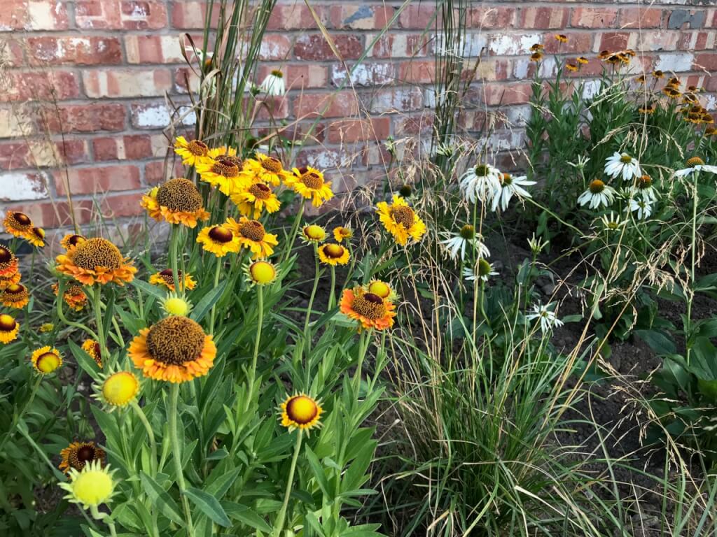 Heleniums in a prairie border