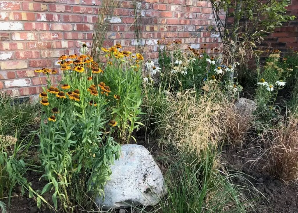Hot herbaceous planting