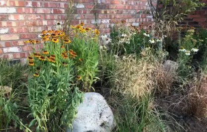 Hot herbaceous planting