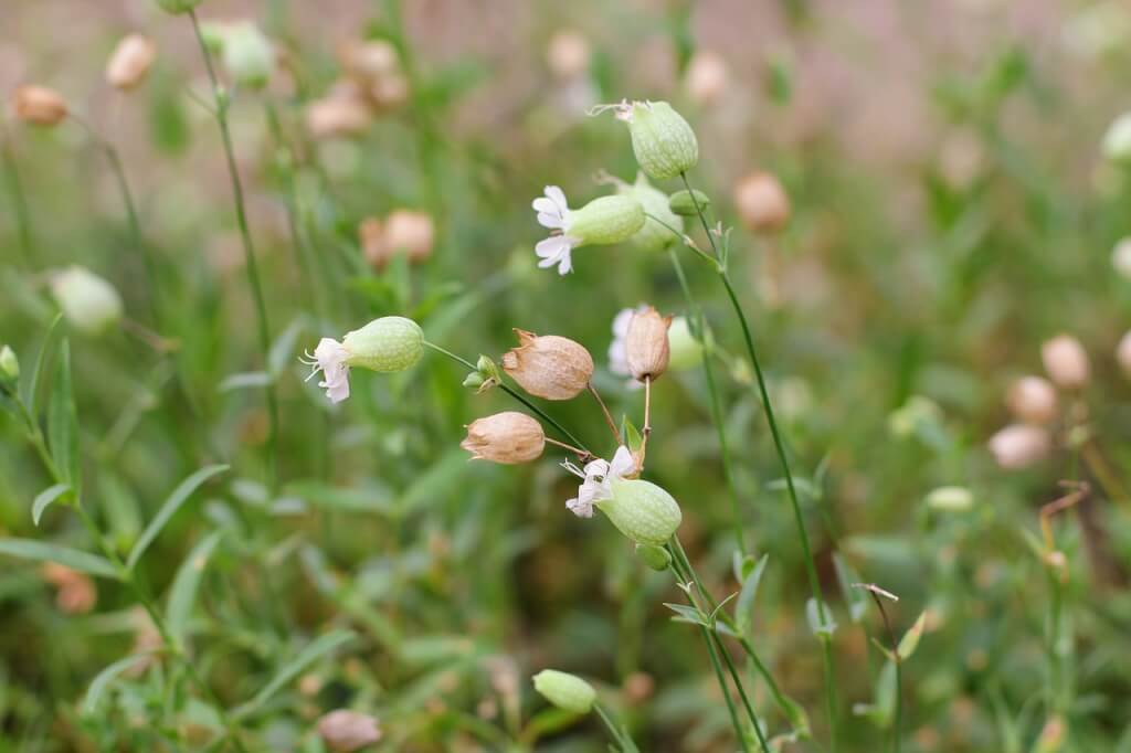 Silene fimbriata plant for shade