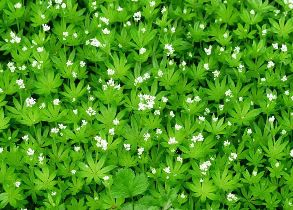 Galium odoratum
