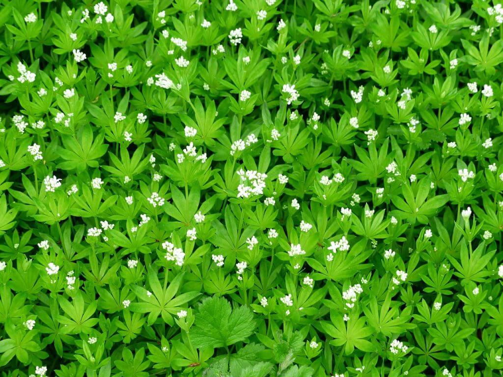 Galium odoratum