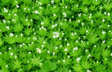 Galium odoratum