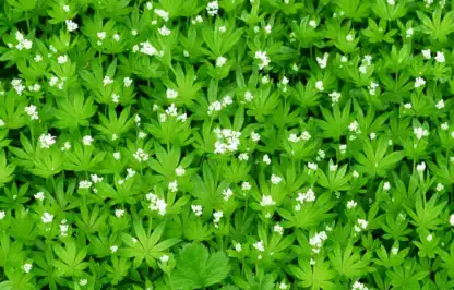 Galium odoratum