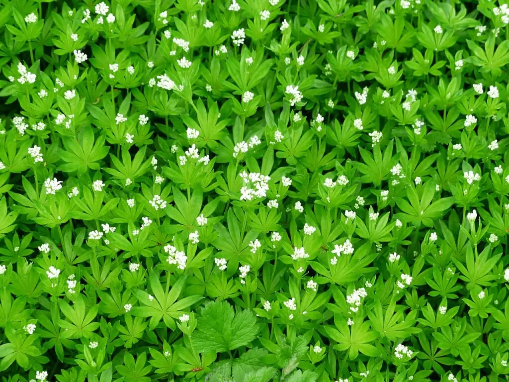 Galium odoratum