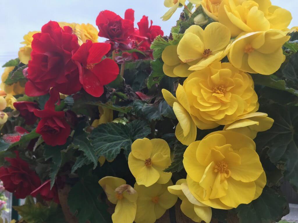 Yellow and red begonias