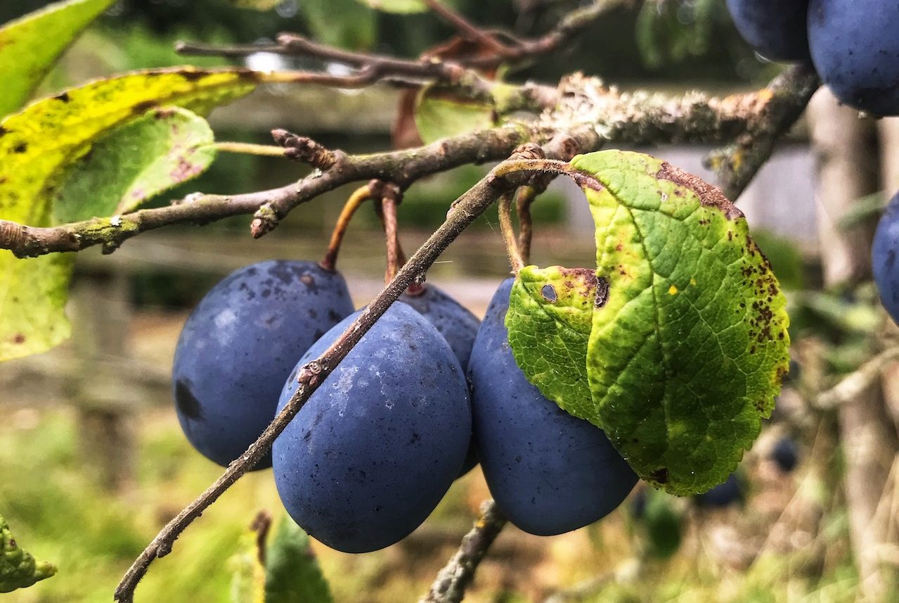 Damsons in a tree