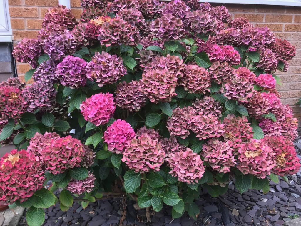 A large pink hydrangea