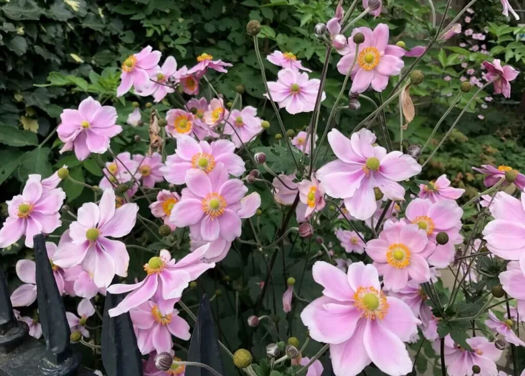 Japanese anemones in pink