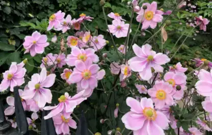 Japanese anemones in pink