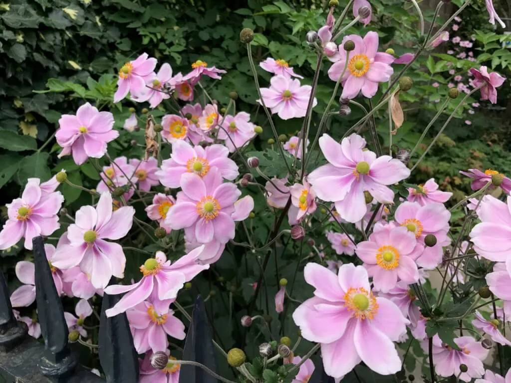 Japanese anemones in pink