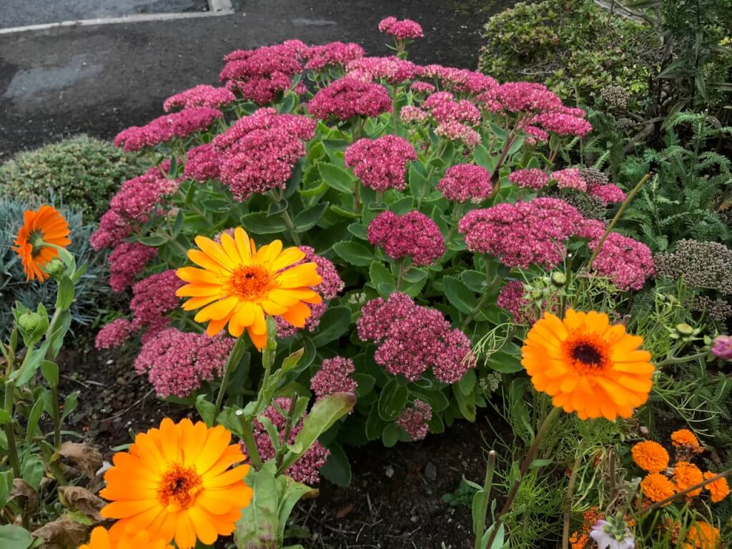 Community garden flowers