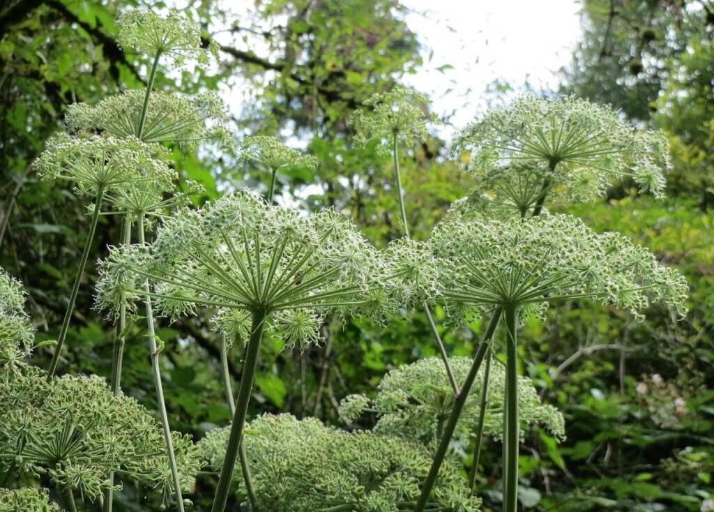 White Angelica in Garden Ninjas Garden