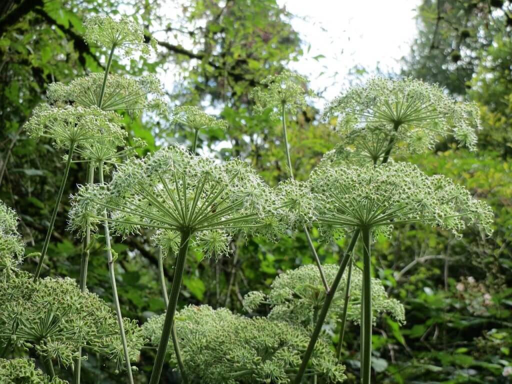 White Angelica in Garden Ninjas Garden