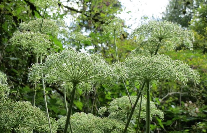 White Angelica in Garden Ninjas Garden