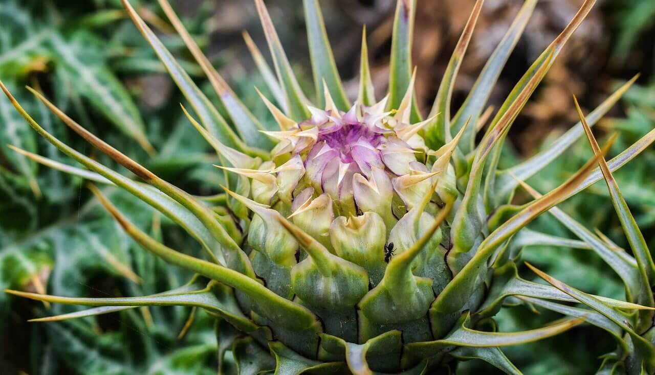 A cardoon about to flower at Garden Ninjas garden