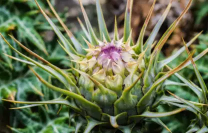 A cardoon about to flower at Garden Ninjas garden