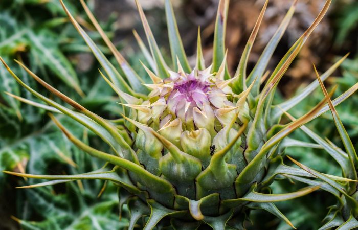 A cardoon about to flower at Garden Ninjas garden