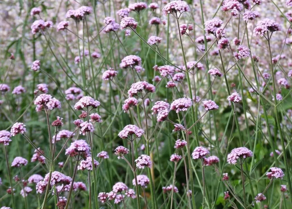 A field of Verbena