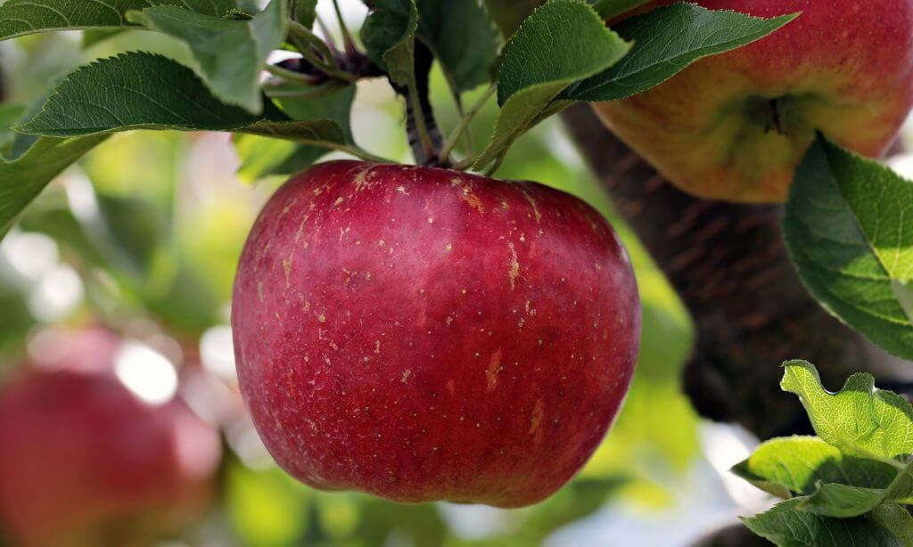 A juicy red apple on a tree