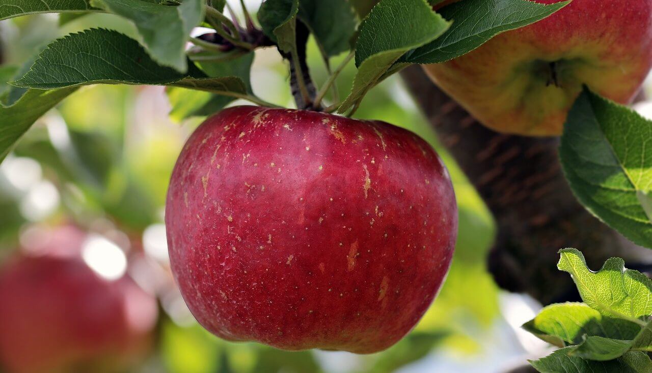 A juicy red apple on a tree