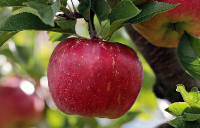 A juicy red apple on a tree