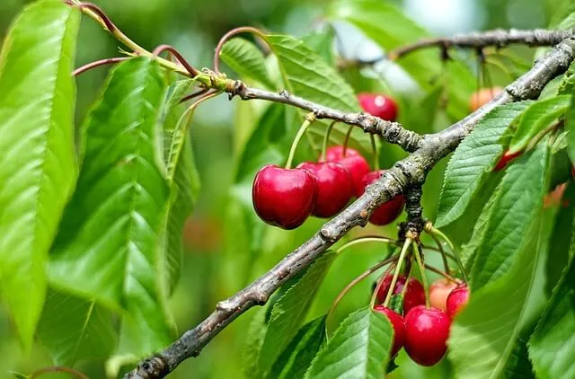 A group of cherries hanging on a tree