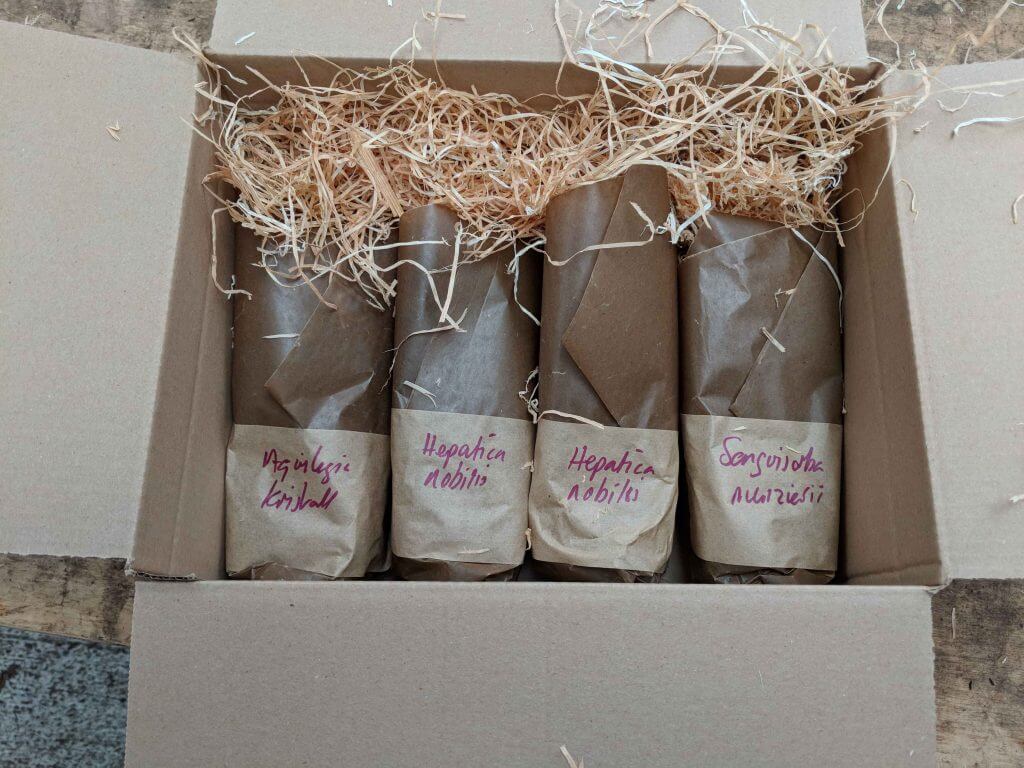 Bluebell Cottage Gardens plastic free plant pots and packaging