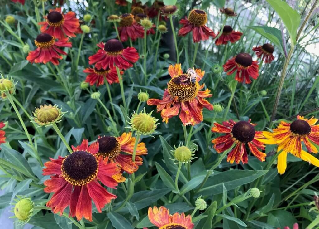 A plant bed full of Heleniums