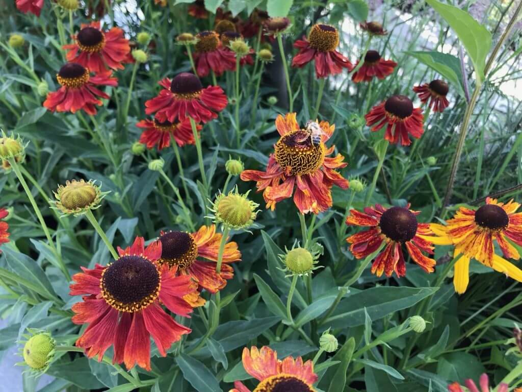 A plant bed full of Heleniums