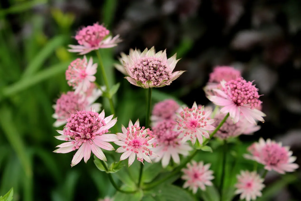 Astrantia masterwort