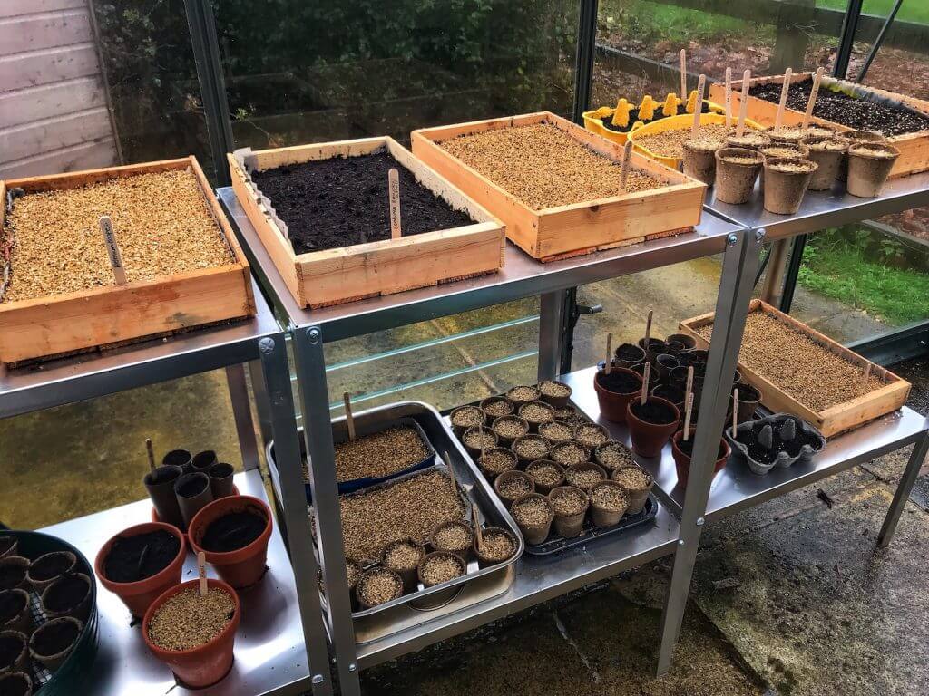 Plastic free seed trays at garden blogger garden ninjas greenhouse