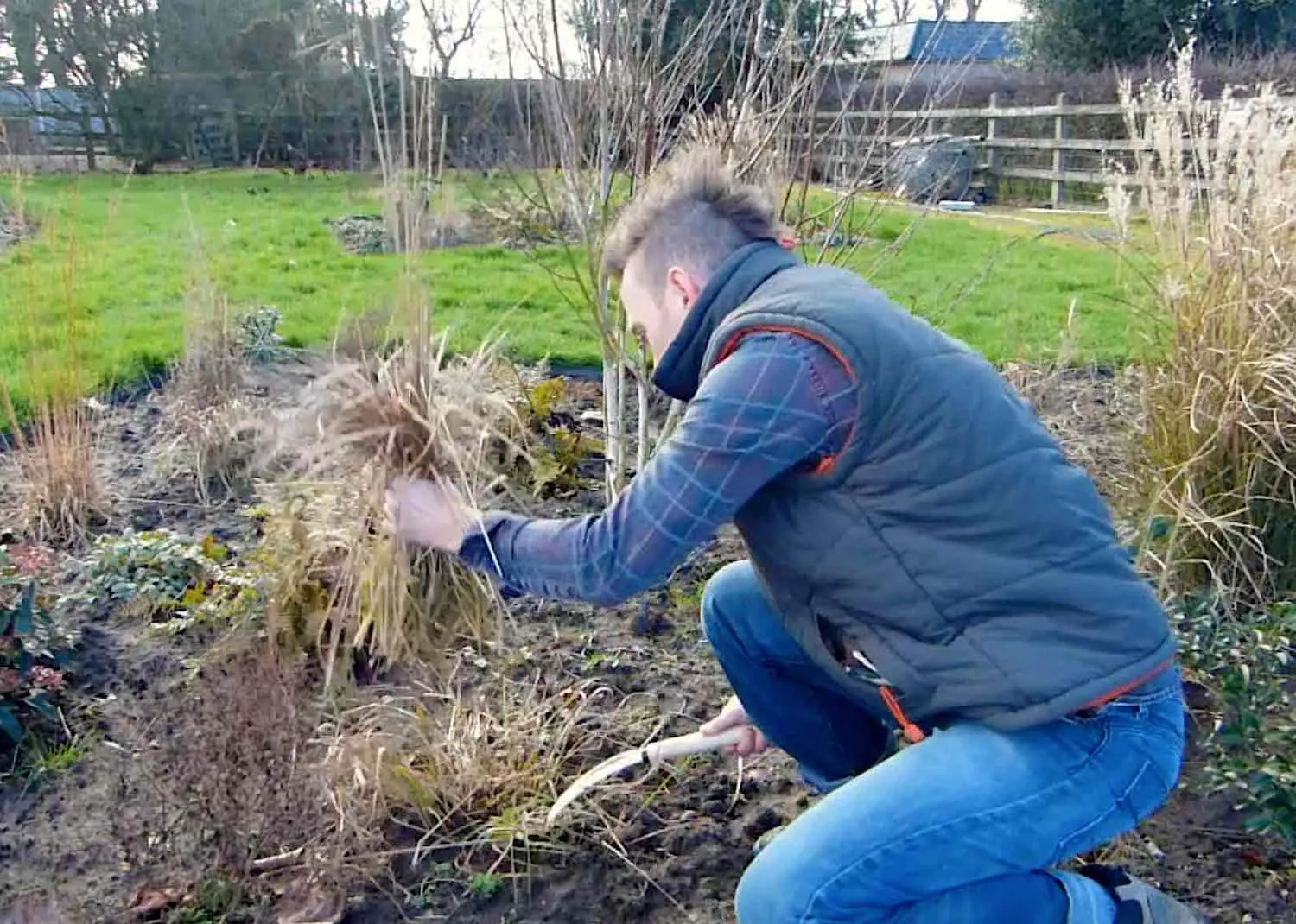 Hard pruning deciduous ornamental grasses back to the base