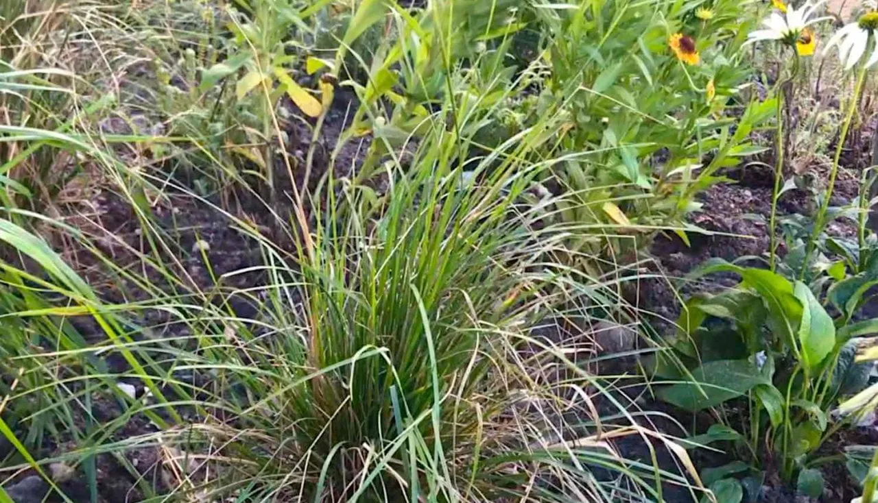 An ornamental grass in Garden Ninjas Garden
