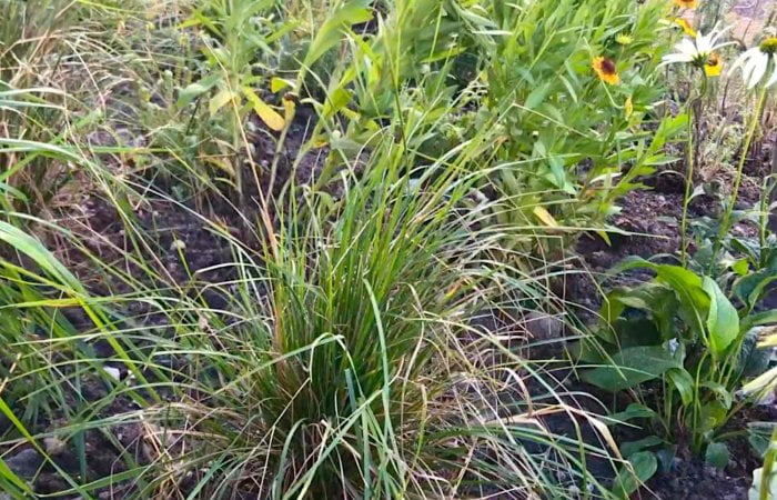 An ornamental grass in Garden Ninjas Garden