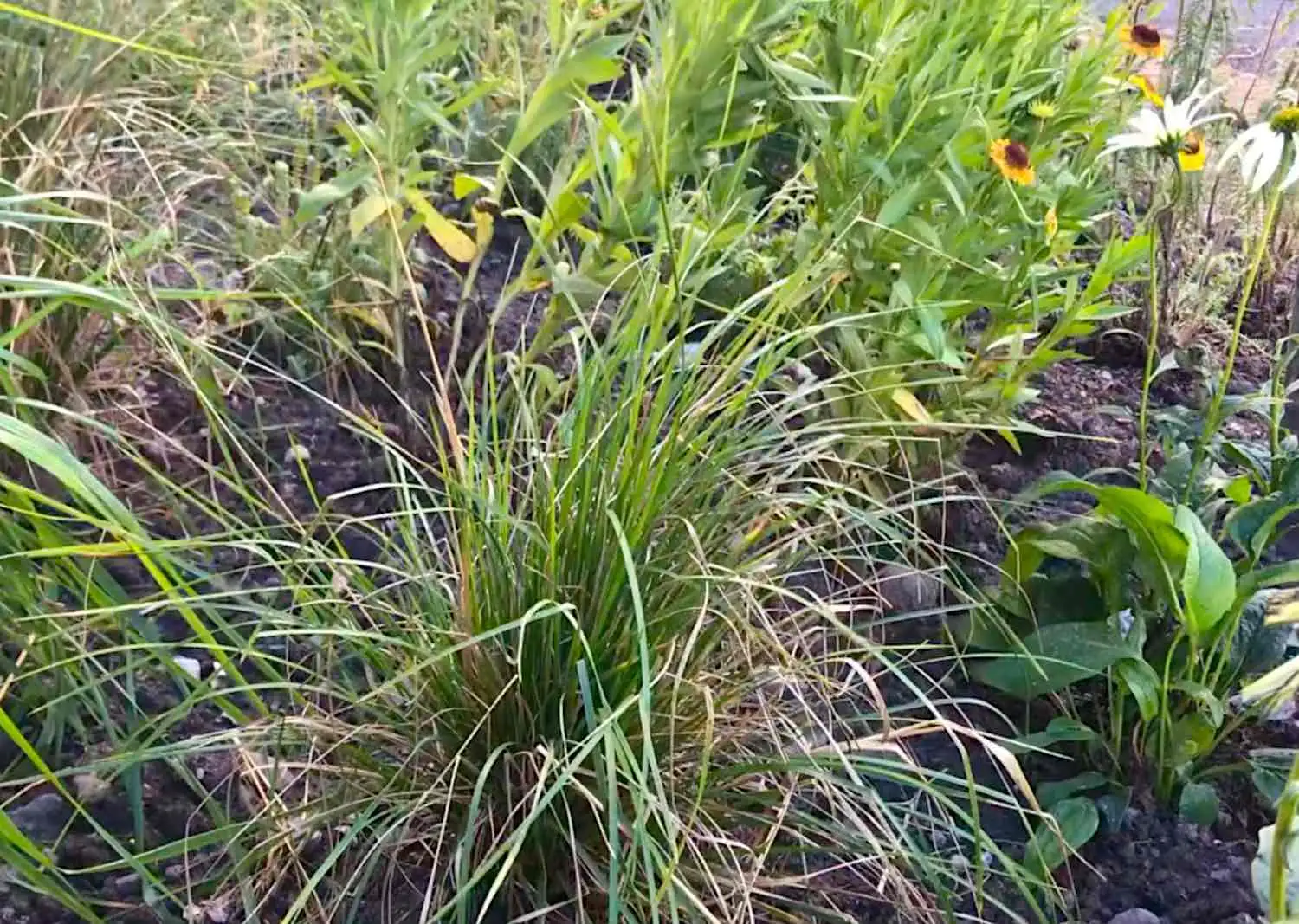 Deschampsia ornamental grass in the Garden Ninja garden