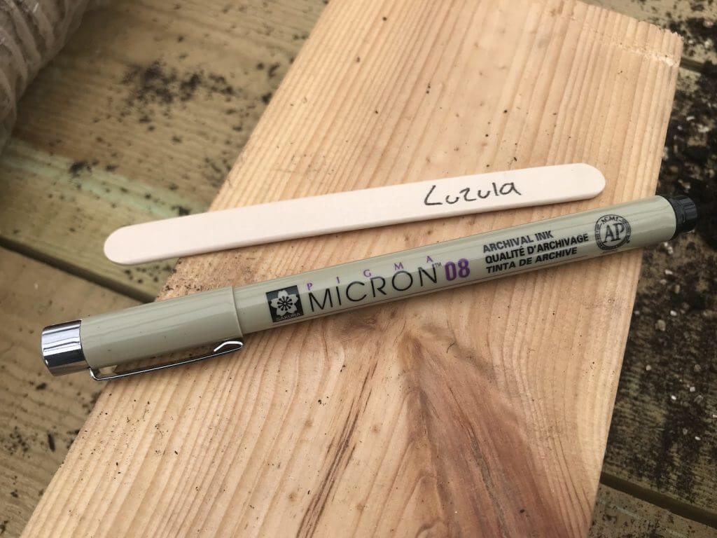 Using lolly sticks to label plants