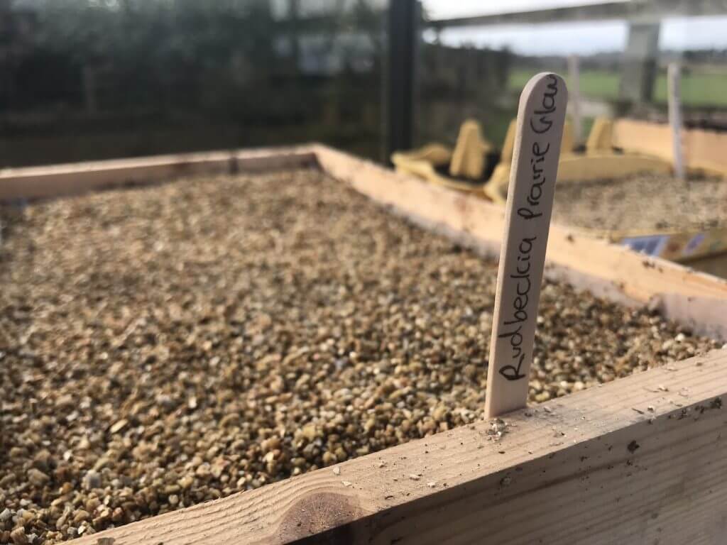 A wooden seed tray covered in vermiculite