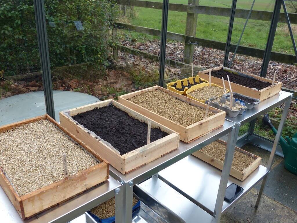 Newly sown garden seed trays