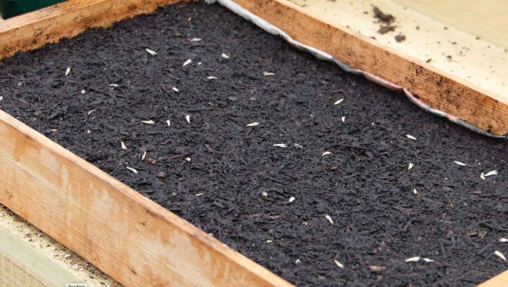 seed tray with seeds on