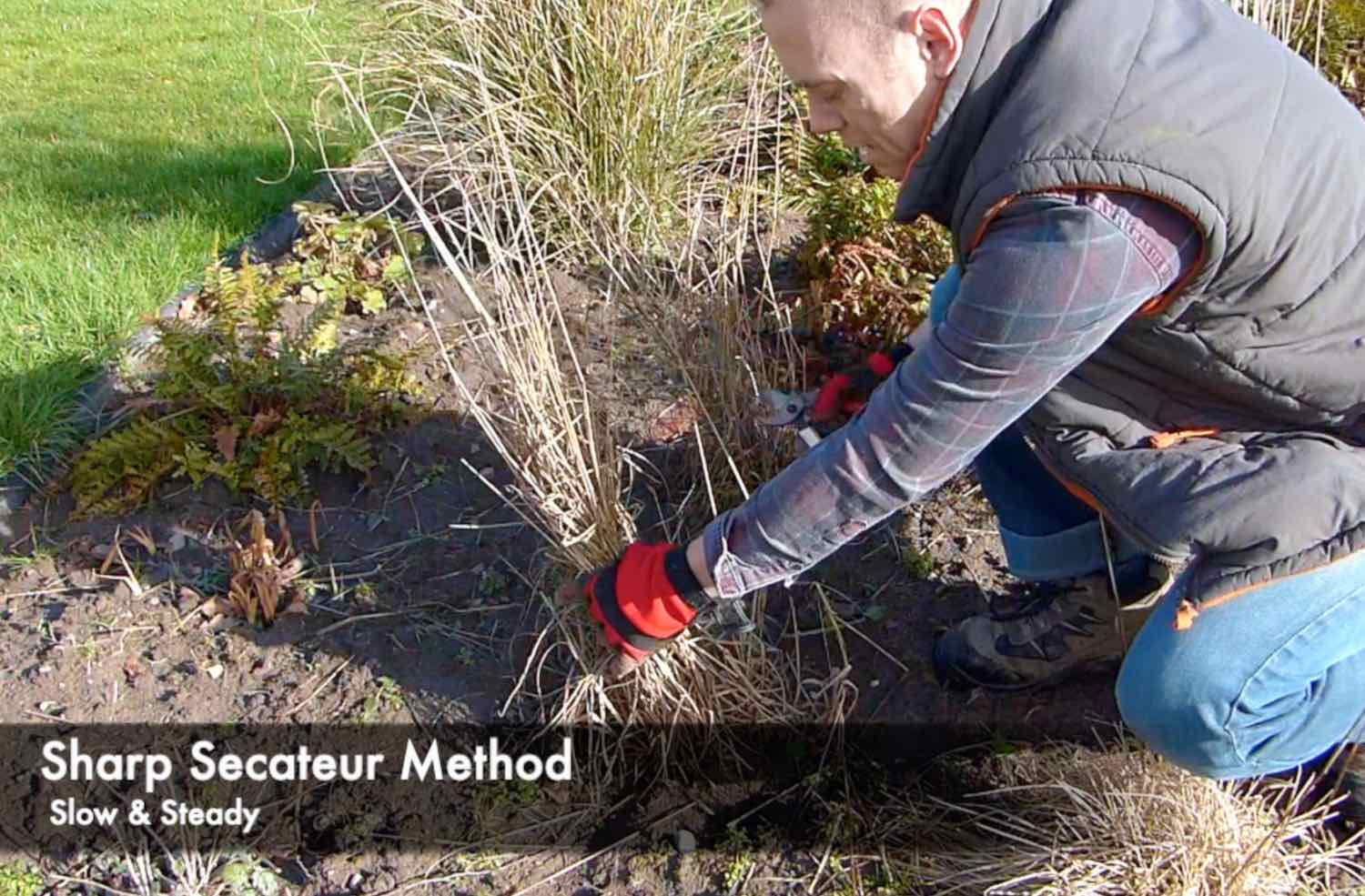 How to prune Ornamental grasses the easy way Garden Ninja Lee